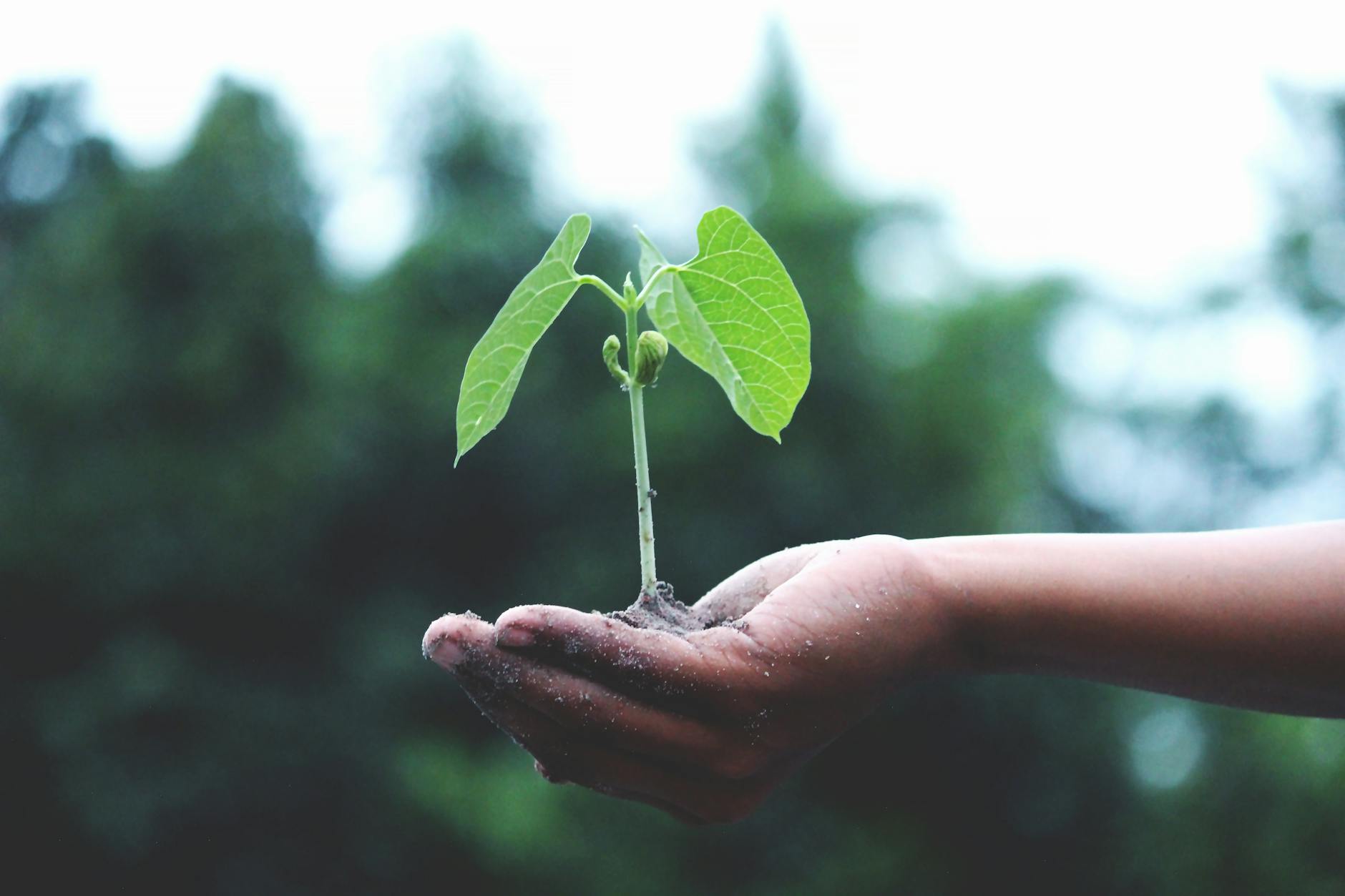 Growth Mindset: Jurus Ampuh Anti Stagnan! Bikin Karir & Bisnis Auto Meroket (Update 2024)